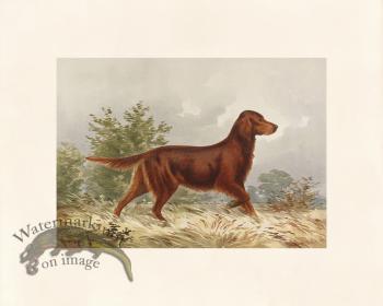 Pope Dog 09 Red Irish Setter